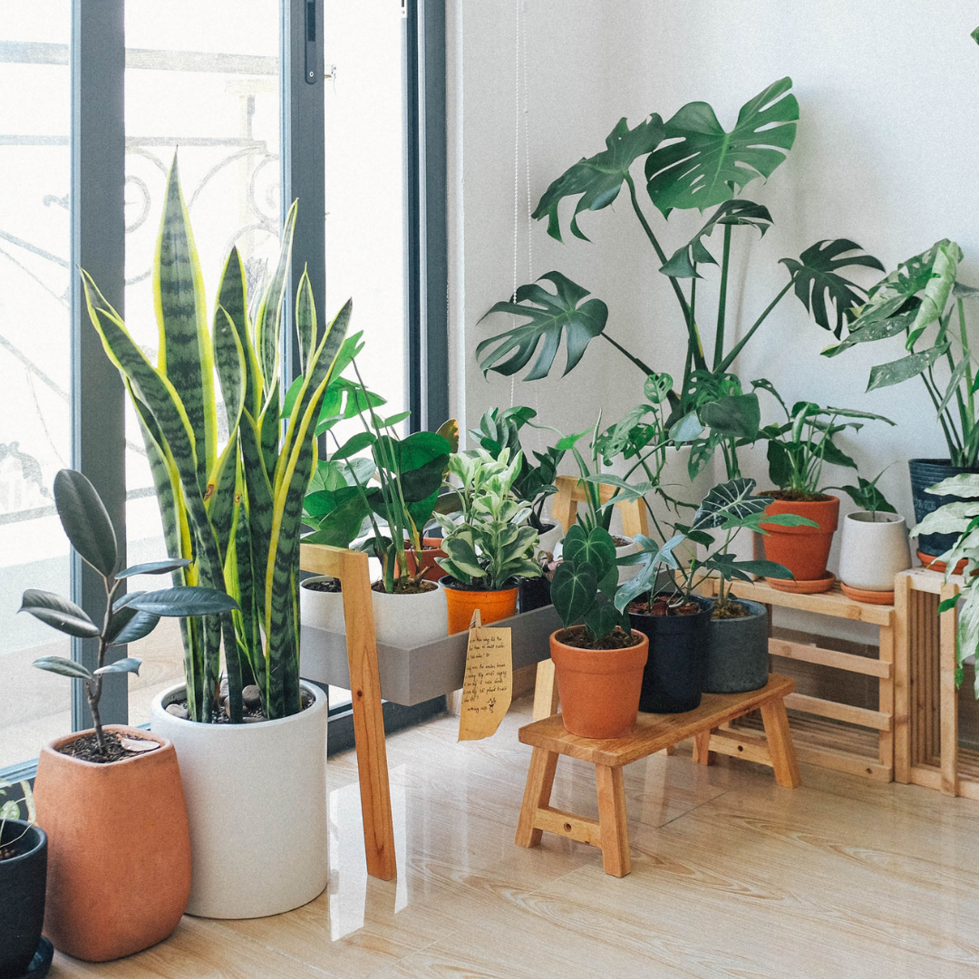 Pots & Plantes